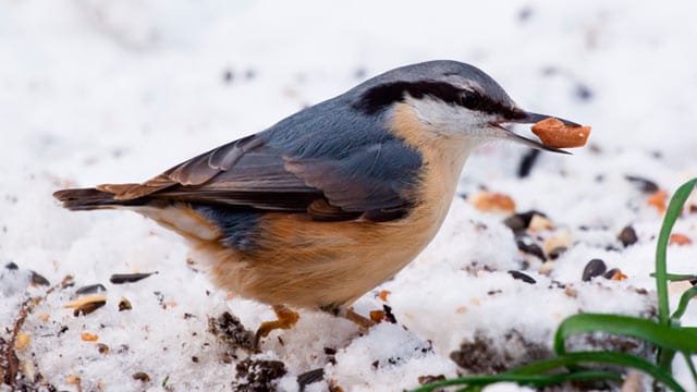 Auch Sie auf das Vogelfutter im Winter!