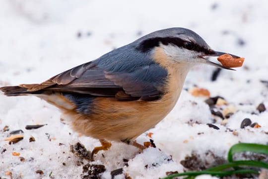 Auch Sie auf das Vogelfutter im Winter!