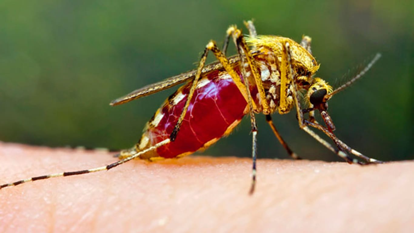 Mücken: Forscher entdecken gefährliche Parasiten in Stechmücken.