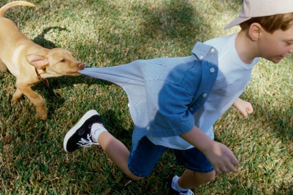 Selbst gutmütige Familienhunde schnappen mal zu: Was tun, wenn ein Kind von einem Hund gebissen wird?