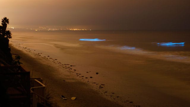 Das Meer leuchtet. Was steckt hinter diesem Phänomen?