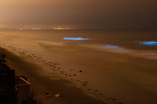 Das Meer leuchtet. Was steckt hinter diesem Phänomen?