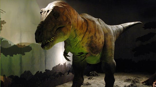 Einer der bekanntesten Dinosaurier war schnell und kräftig und setzte seine gewaltigen Zähne auch im Kampf ein Einer der bekanntesten Dinosaurier war schnell und kräftig und setzte seine gewaltigen Zähne auch im Kampf ein