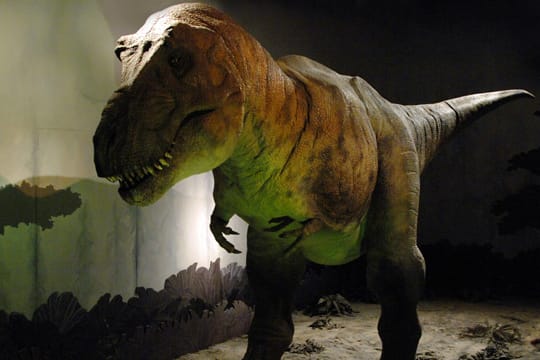 Einer der bekanntesten Dinosaurier war schnell und kräftig und setzte seine gewaltigen Zähne auch im Kampf ein