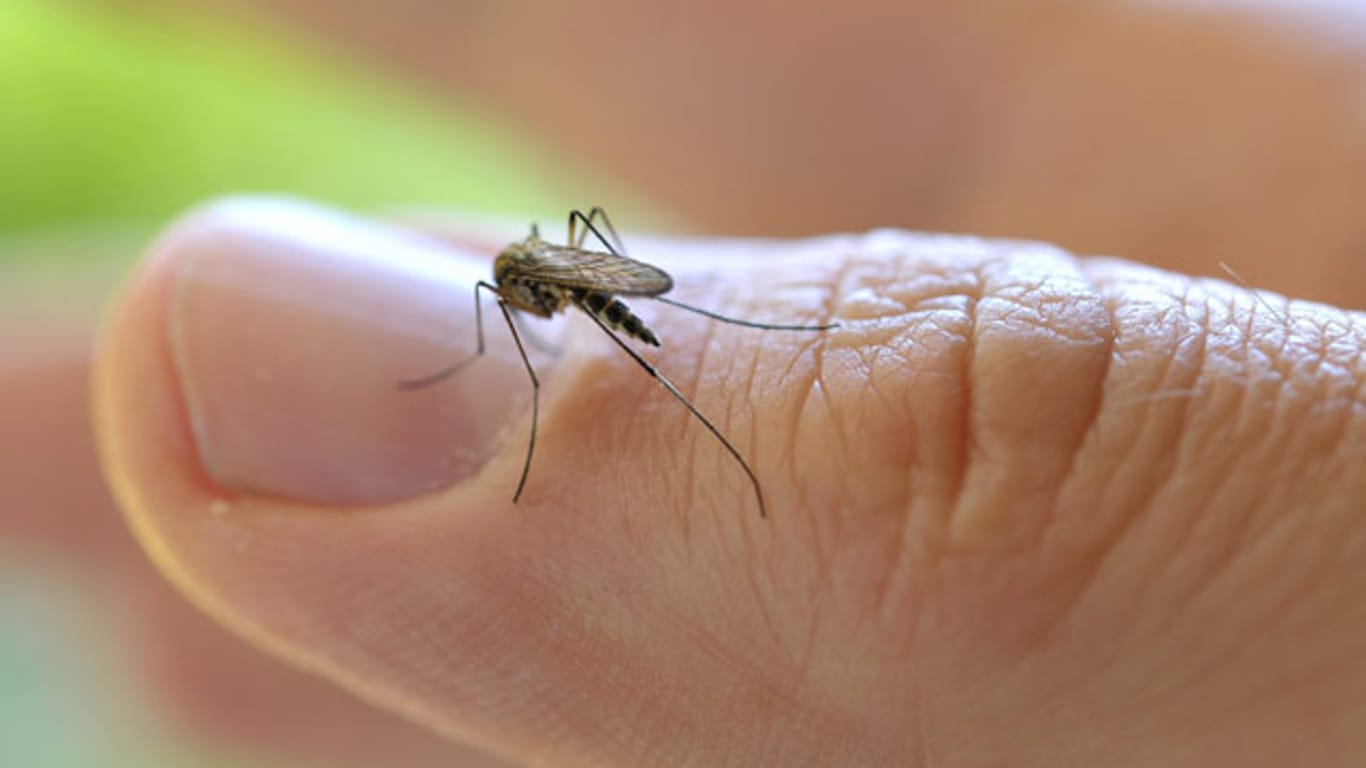 Stechmücken werden besonders von Körperwärme und Kohlendioxid angezogen