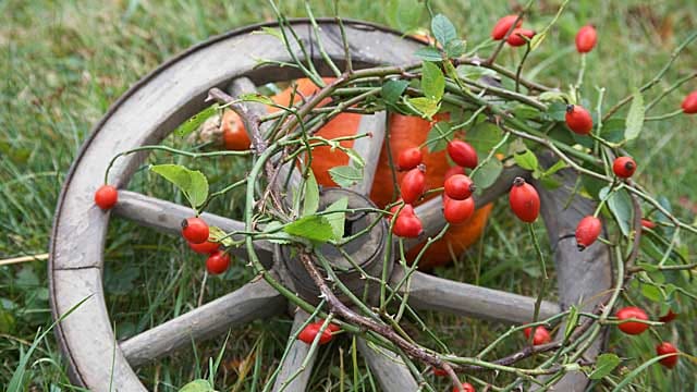 Herbstdeko aus der Natur.