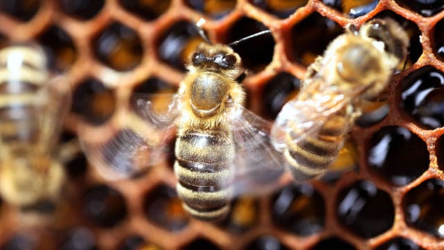 Sechseckige Bienenwaben