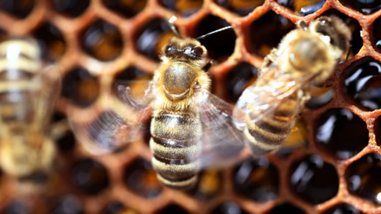 Sechseckige Bienenwaben