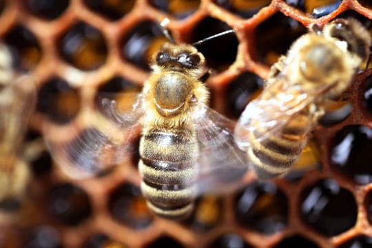 Sechseckige Bienenwaben