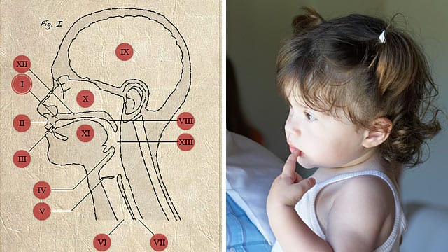 Sprachentwicklung in der interaktiven Grafik: Von Geburt an sind bei Kindern alle Voraussetzung für das Sprechen vorhanden.