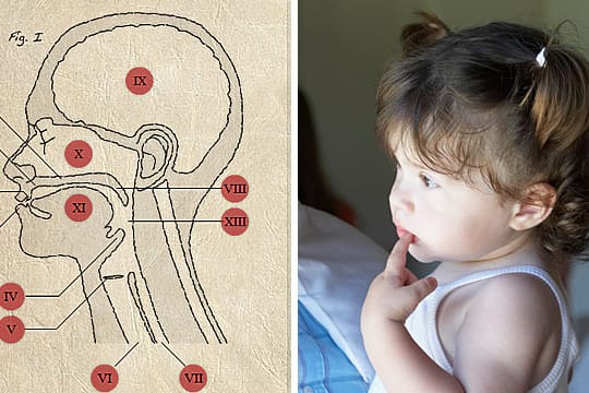 Sprachentwicklung in der interaktiven Grafik: Von Geburt an sind bei Kindern alle Voraussetzung für das Sprechen vorhanden.