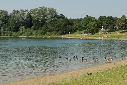 Testverlierer: Gänse am Elfrather Badesee sorgen für unhygienische Zustände.