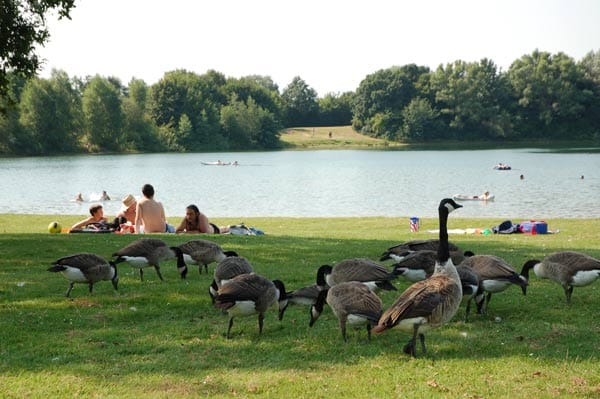 Die Tiere am Elfrather See sorgen für Vogelkot auf der Liegewiese und an der Wassergrenze.