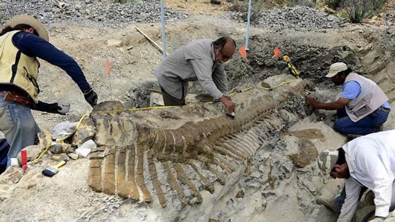 Sensationeller Fossilienfund in der Wüste des Bundesstaats Coahuila in Mexiko
