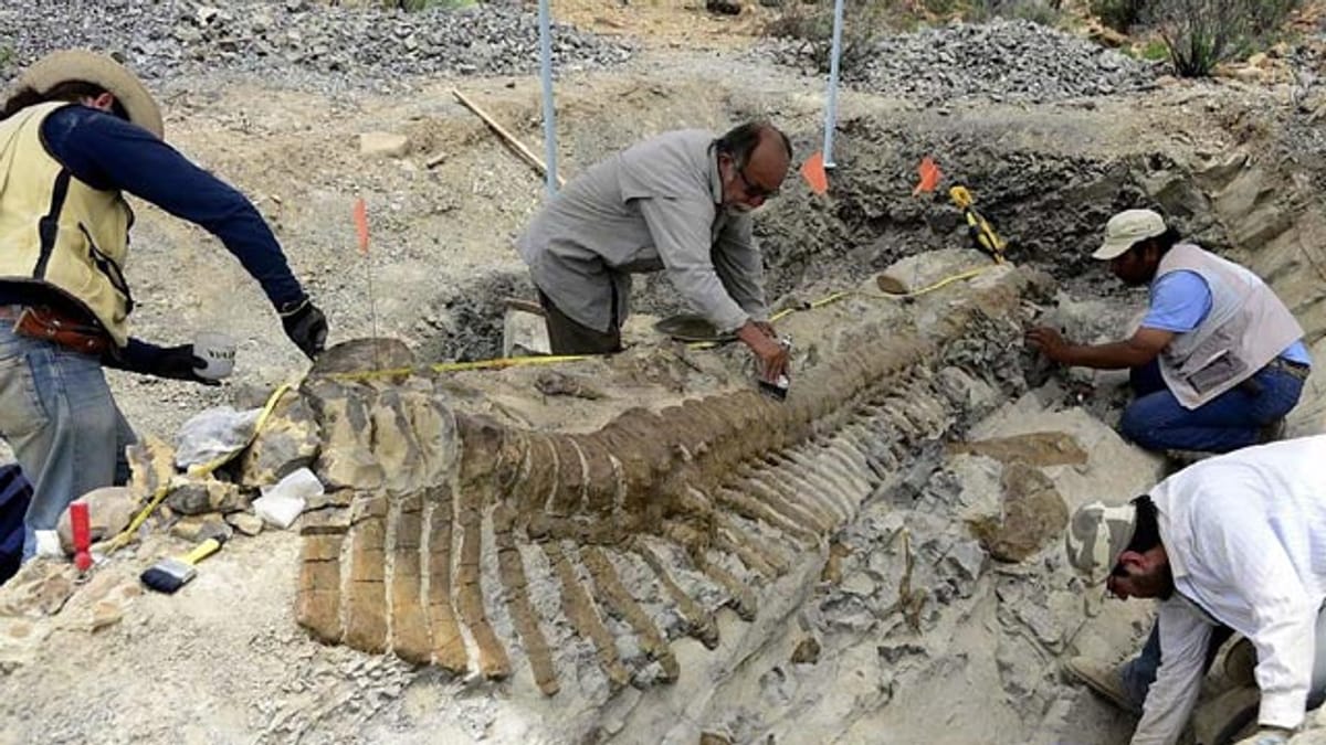 Dinosaurier-Schwanz eines Lambeosaurus in Mexiko wird ausgegraben