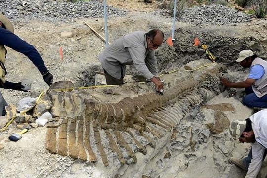 Sensationeller Fossilienfund in der Wüste des Bundesstaats Coahuila in Mexiko