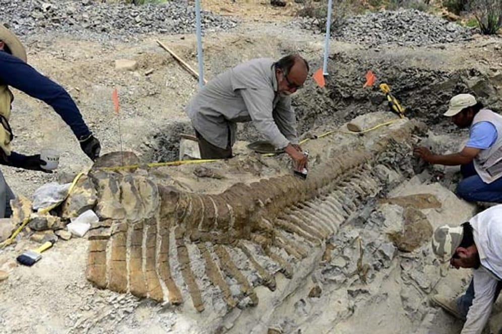 Sensationeller Fossilienfund in der Wüste des Bundesstaats Coahuila in Mexiko