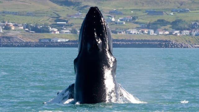 In den Gewässern um Island fühlen sich die Meeresriesen besonders wohl. Walbeobachtung ist hier an vielen Stellen möglich.