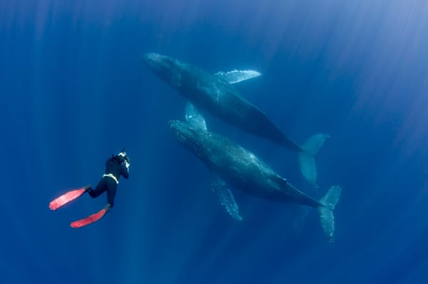 Hunderte von Grauwalen versammeln sich jeden Winter aus der eisigen Beringsee kommend zur "Sommerfrische" vor der Baja California in Mexiko. Sie treffen sich in den warmen Gewässern rund um die Halbinsel zur Paarung. Dabei vollführen die bis zu 40 Tonnen schweren Tiere unter lautem Prusten akrobatische Luftsprünge.