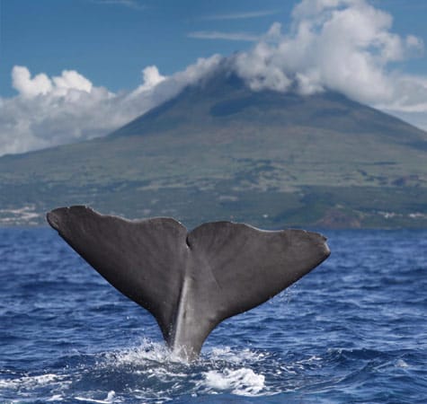 Vom Vigia da Queimada bei der Ortschaft Lajes do Pico auf den Azoren kann man an klaren Tagen Wale und Delfine in einer Entfernung von bis zu 30 Kilometern sehen.