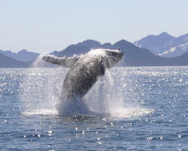 Die Buckelwale kommen im Frühjahr aus Hawaii nach Alaska, um sich satt zu essen. Die Resorrection Bay auf der Kenai Halbinsel ist der beste Spot.