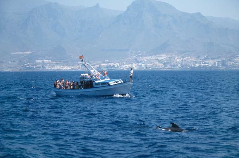 Die Gewässer vor Teneriffa und La Gomera zählen zu den top Spots der Walbeobachtung. 28 Wal- und Delfinarten sind dort heimisch, unter anderem Pilotwale, Grindwale, Pottwale und Schnabelwale.