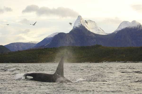 In Norwegen lassen sich unter anderem Pott-, Zwerg-, Buckel- und Finnwale beobachten. Zu Orcas führen Touren in den Tysfjord. In diesem Revier, das rund 60 Kilometer südlich der 20000-Einwohner-Stadt Narvik liegt, halten sich bis zu 800 dieser Säuger auf.