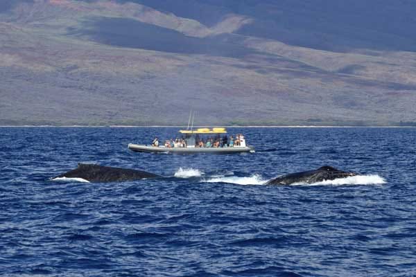 Den Buckelwalen ist es in Alaska zu kalt zum Spielen. Wenn sie sich im Nordmeer sattgefressen haben, treten sie deshalb die mehr als 5000 Kilometer lange Reise durch den Pazifik nach Hawaii an, um sich in den badewannenwarmen Gewässern der Aloha-Inseln zu paaren und ihre Jungen aufzuziehen.