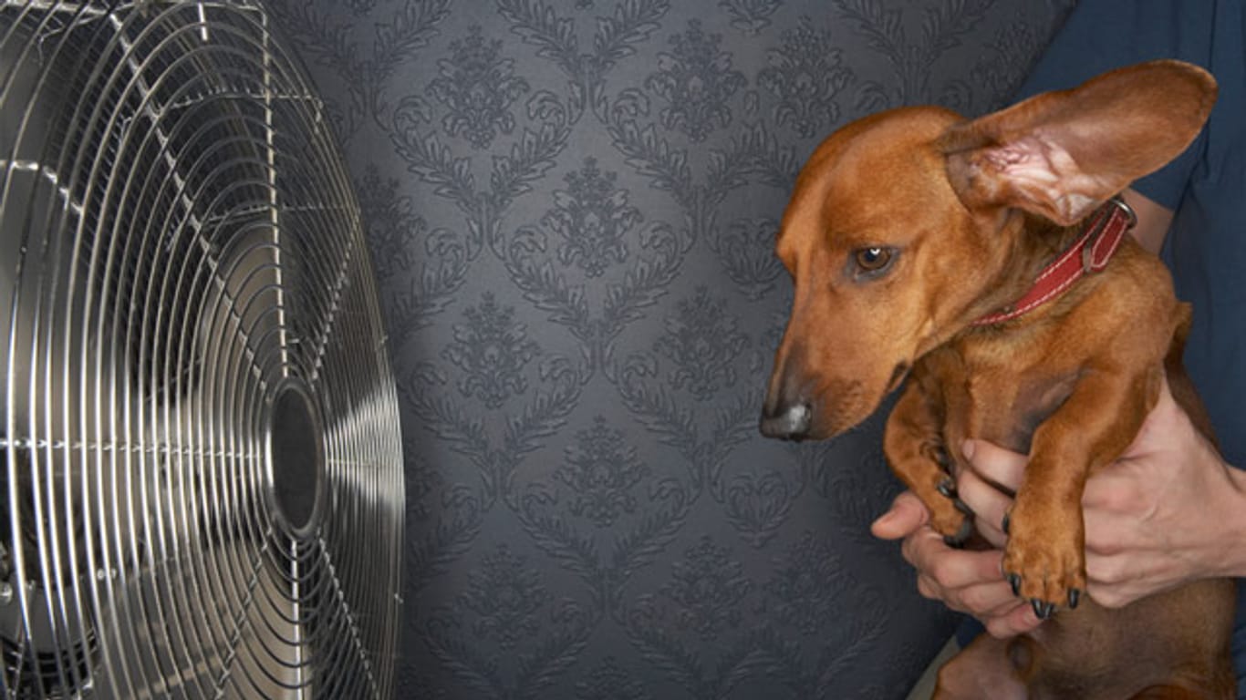 Die Zugluft von Ventilatoren kann für Haustiere gefährlich sein.