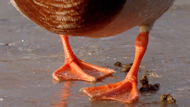 Enten müssen keine Angst vor Eisflächen haben