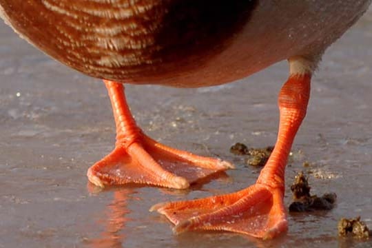 Enten müssen keine Angst vor Eisflächen haben