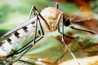 Mücke: Die Asiatische Tigermücke überträgt das Dengue-Fieber.