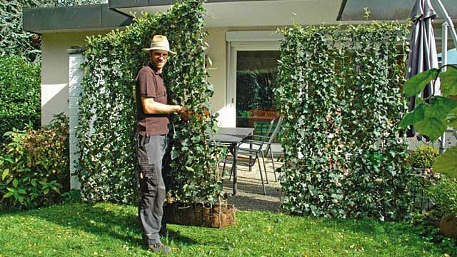 Die Fertig-Hecke als Meterware: blickdichter Sichtschutz in nur einem Tag.