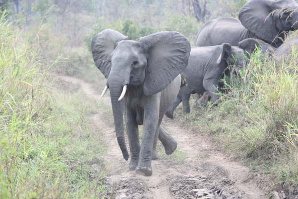 Wir haben es auch nicht entdeckt. Nicht zu übersehen sind jedoch diese Bush-Bewohner. Schätzungen zufolge 10.000 Elefanten leben im Niassa-Reservat.