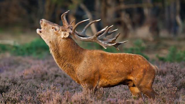 Urlaub beim Jäger: Lernen vom Hirsch