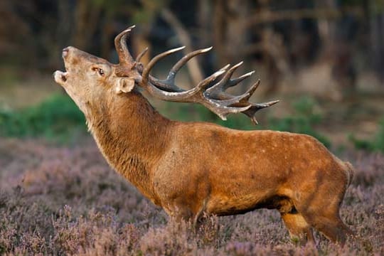 Urlaub beim Jäger: Lernen vom Hirsch