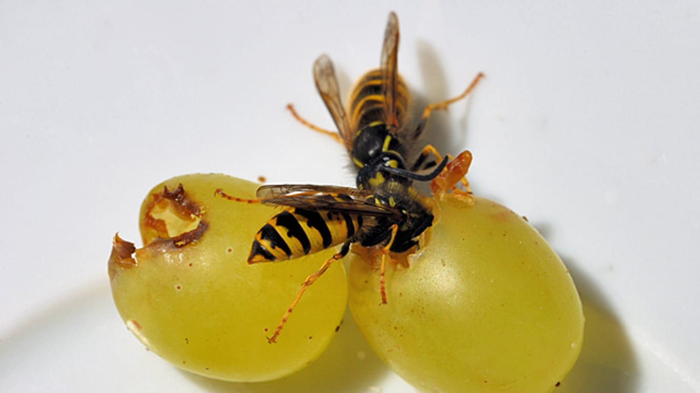 Mit reifen Trauben lassen sich Wespen gut ablenken.