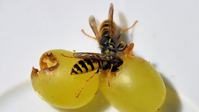 Mit reifen Trauben lassen sich Wespen gut ablenken. Mit reifen Trauben lassen sich Wespen gut ablenken.