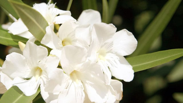 Oleander ist so giftig, dass Sie stets Handschuhe tragen sollten, wenn Sie ihn schneiden