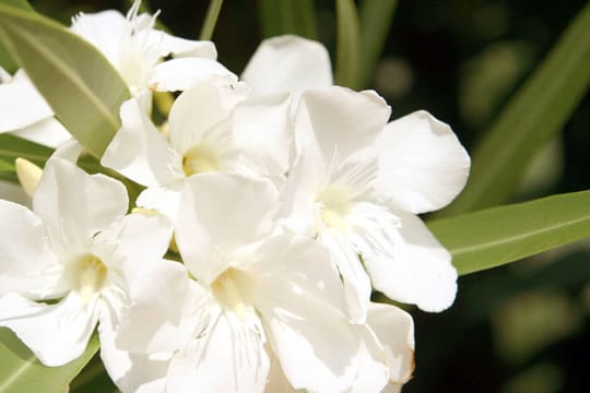 Oleander ist so giftig, dass Sie stets Handschuhe tragen sollten, wenn Sie ihn schneiden