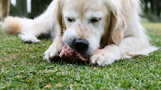 Hundefutter: Vom Tisch sollten Hunde besser nichts fressen, denn bei vielen Lebensmitteln drohen Bauchschmerzen.