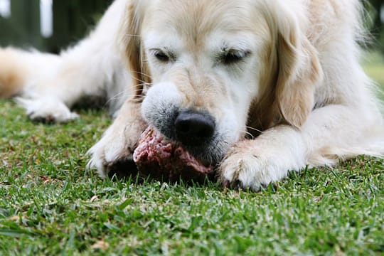 Hundefutter: Vom Tisch sollten Hunde besser nichts fressen, denn bei vielen Lebensmitteln drohen Bauchschmerzen.