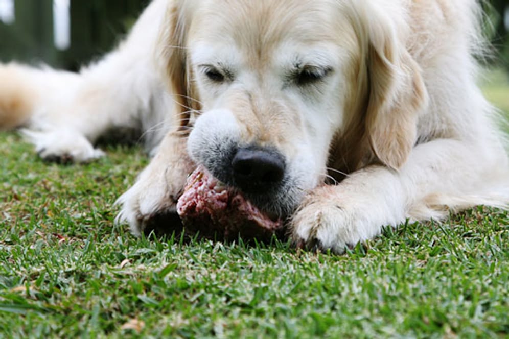Hundefutter: Vom Tisch sollten Hunde besser nichts fressen, denn bei vielen Lebensmitteln drohen Bauchschmerzen.