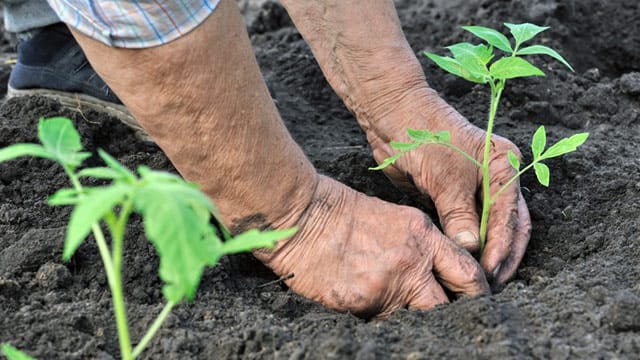 Tomaten brauchen einen Abstand von 50 bis 80 Zentimetern nach allen Seiten zwischen den Pflanzen