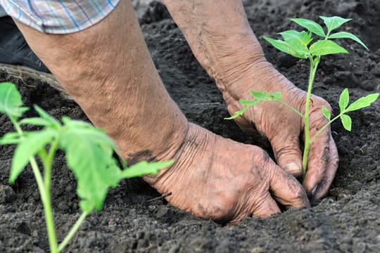 Tomaten brauchen einen Abstand von 50 bis 80 Zentimetern nach allen Seiten zwischen den Pflanzen