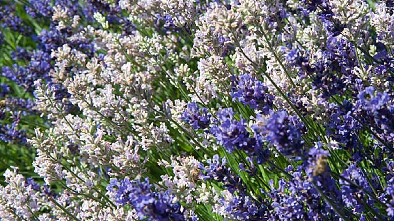 Lavendel sollte man für eine zweite Blütezeit schneiden.