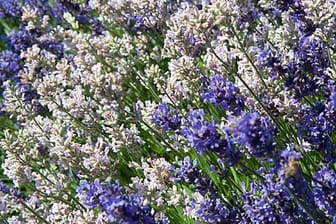 Lavendel sollte man für eine zweite Blütezeit schneiden.