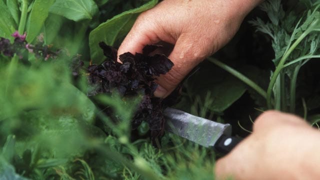 Viele Gartenkräuter haben heilende Eigenschaften.