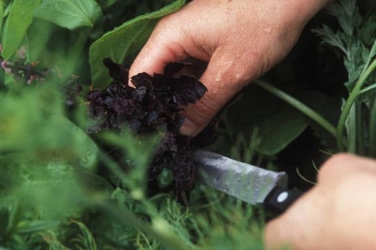 Viele Gartenkräuter haben heilende Eigenschaften.