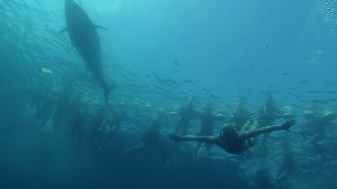 Ein bisschen wie beim "Weißen Hai" - aber völlig ungefährlich: Die Thunfische umrunden die Urlauber auf der Suche nach Fischen, berühren sie aber niemals.